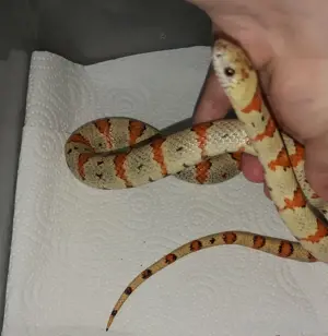 Lampropeltis Leonis Mexicana Thayeri Pärchen,Königsnattern