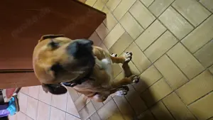 Dogo Canario zu vergeben