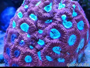 Favia Favitis WYSIWYG Korallen Ableger