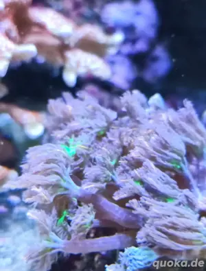 Clavularia tricolor WYSIWYG Korallen Ableger