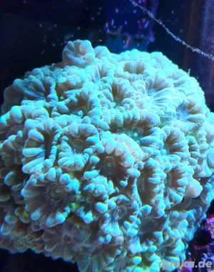 Caulastrea WYSIWYG Koralle Ableger