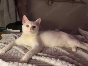 Junge katze Simon Bild 2