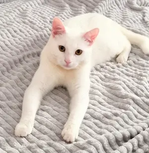 Katzen.  WEIß. Cat, white. Riedlingen 