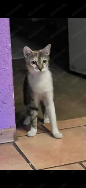 Bunter Maine Coon Mix Bild 7