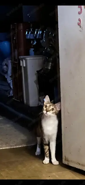 Bunter Maine Coon Mix Bild 5