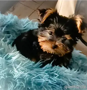 Yorkshire Terrier mini