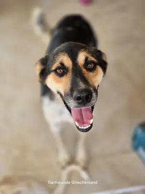 Carlos sucht sein Körbchen