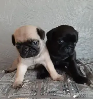 Mops Welpen in liebevolle Hände abzugeben. Melden; 0178 7499770