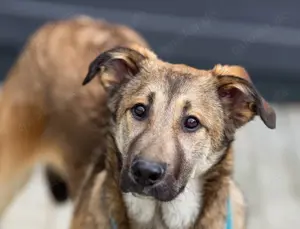 Süßer Caesar sucht liebevolle Menschen 