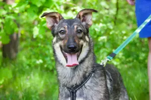 Liebevolle Olivka sucht ihren platz 