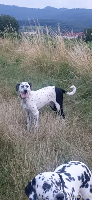 Dalmatiner mix Junge, Australien Shepherd Papa, Dalmatinerin Mama. 