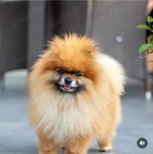 Deckrüde pomeranian zwergspitz At 