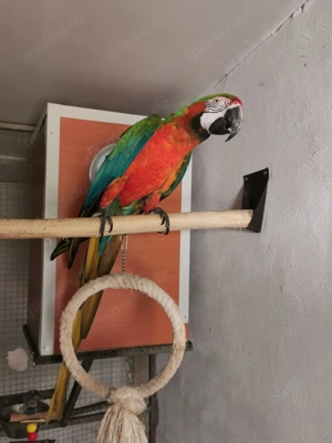 Zuchtpaar Papagai Aras Bild 2