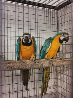 Zuchtpaar Papagai Aras Bild 4