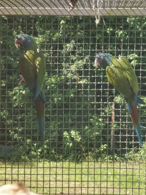 Zuchtpaar Papagai Aras Bild 3