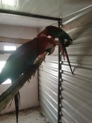 Zuchtpaar Papagai Aras Bild 1