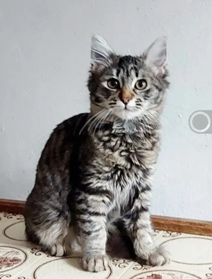 Dolly Freundliches Tigermädel sucht ihre Familie (R)