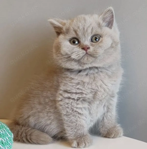 Zauberhafte, reinrassige BKH-Kitten Fawn- Lilac mit Stammbaum, EU-Pass, Chip Gesundheitszeugnis Bild 4
