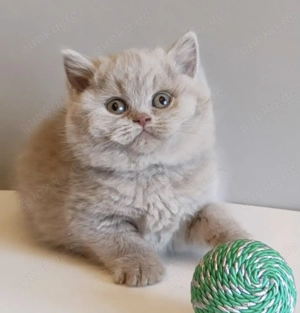 Zauberhafte, reinrassige BKH-Kitten Fawn- Lilac mit Stammbaum, EU-Pass, Chip Gesundheitszeugnis Bild 2