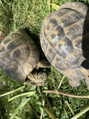 Griechische Landschildkröten 