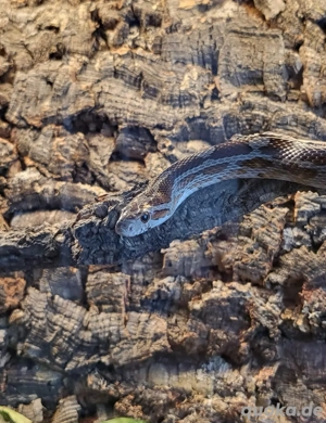 Adult Kornnatter in gute Hände abzugeben