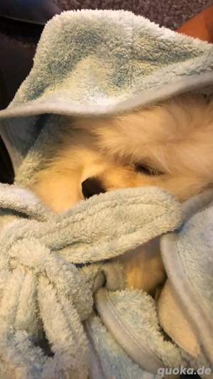 zum verkaufen mim pomerian