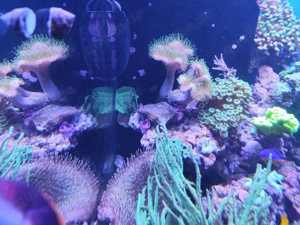 Meerwasser Stöcke bzw , Ableger zu verk.. Riffaquarium Bild 8