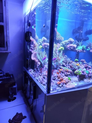 Meerwasser Aquarium 70 x 70 x 70 cm  zu verkaufen.. Riffaquarium