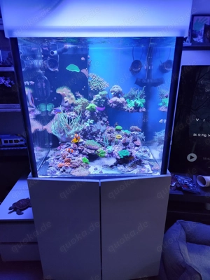 Meerwasser Aquarium 70 x 70 x 70 cm  zu verkaufen.. Riffaquarium