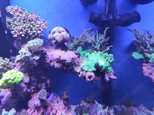 Meerwasser Stöcke bzw , Ableger zu verk.. Riffaquarium Bild 7