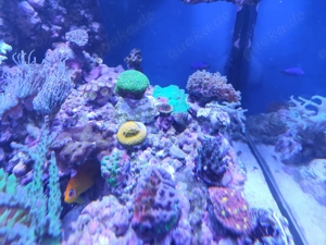Meerwasser Stöcke bzw , Ableger zu verk.. Riffaquarium Bild 5