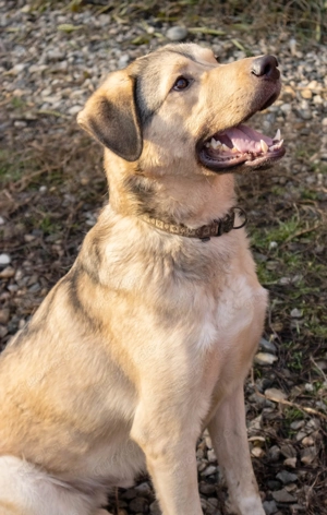 Romeo wünscht sich ein für immer Zuhause Bild 2