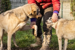 Romeo wünscht sich ein für immer Zuhause Bild 7