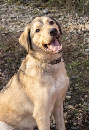 Romeo wünscht sich ein für immer Zuhause