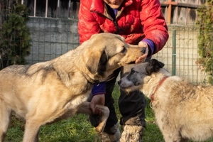 Romeo wünscht sich ein für immer Zuhause Bild 8