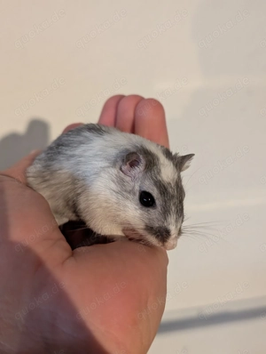 Junge Rennmäuse aus Hobbyzucht (Wüstenrennmaus, Rennmaus, Gerbil) Bild 2