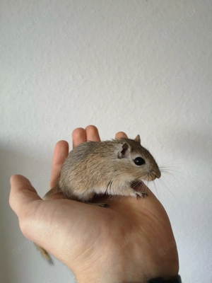 Junge Rennmäuse aus Hobbyzucht (Wüstenrennmaus, Rennmaus, Gerbil) Bild 5