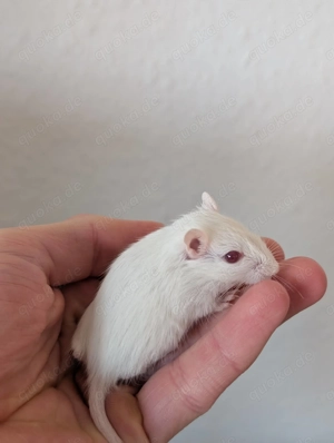 Junge Rennmäuse aus Hobbyzucht (Wüstenrennmaus, Rennmaus, Gerbil) Bild 9