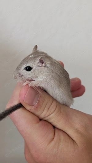 Junge Rennmäuse aus Hobbyzucht (Wüstenrennmaus, Rennmaus, Gerbil) Bild 6