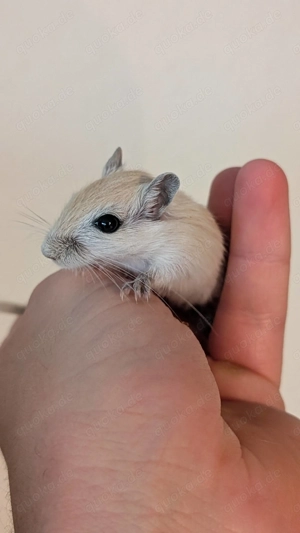 Junge Rennmäuse aus Hobbyzucht (Wüstenrennmaus, Rennmaus, Gerbil) Bild 7
