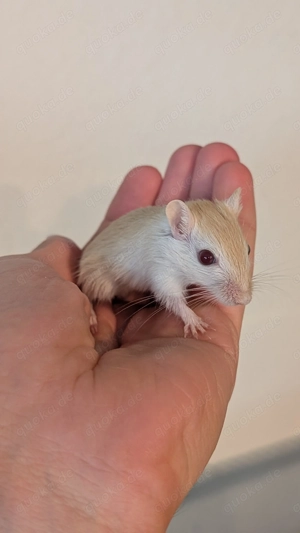 Junge Rennmäuse aus Hobbyzucht (Wüstenrennmaus, Rennmaus, Gerbil) Bild 10