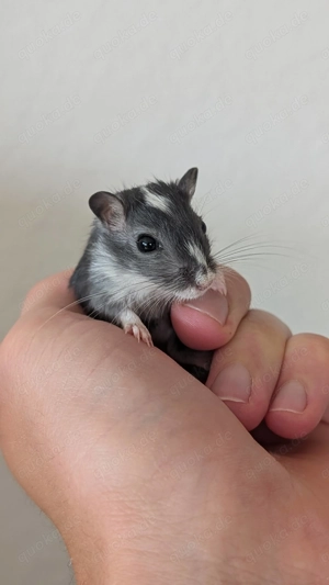 Junge Rennmäuse aus Hobbyzucht (Wüstenrennmaus, Rennmaus, Gerbil) Bild 8