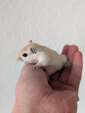 Junge Rennmäuse aus Hobbyzucht (Wüstenrennmaus, Rennmaus, Gerbil) Bild 3
