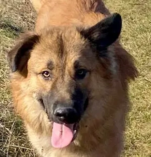 Grizzly sucht noch sein Zuhause