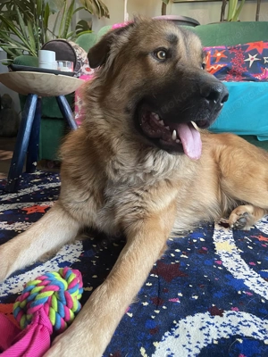 Grizzly sucht noch sein Zuhause