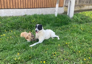 Große Monnie sucht passendes Körbchen Bild 8