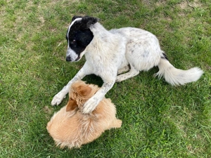 Große Monnie sucht passendes Körbchen Bild 7