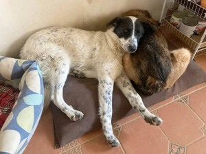 Große Monnie sucht passendes Körbchen Bild 6