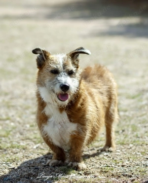 Unsichere Lizu braucht erfahrene Menschen, die ihr ein Fürimmerzuhause geben