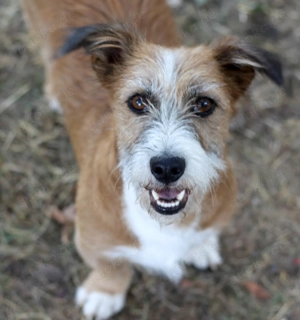 Unsichere Lizu braucht erfahrene Menschen, die ihr ein Fürimmerzuhause geben